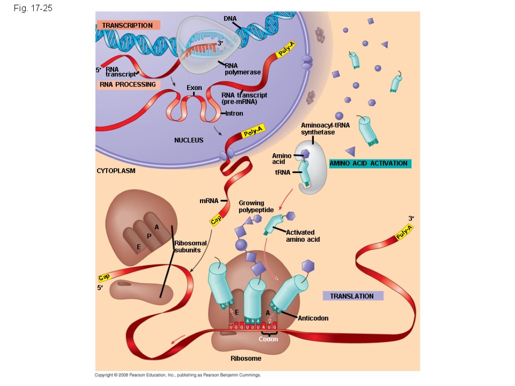 Fig. 17-25 TRANSCRIPTION RNA PROCESSING DNA RNA transcript 3 5 RNA polymerase Poly-A Poly-A